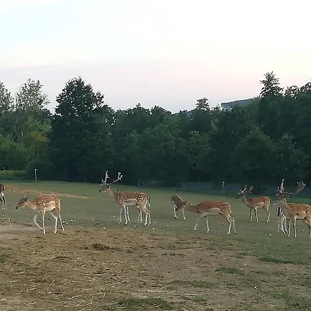 Rejtek Vendeghaz Pensionat