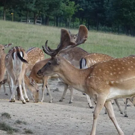 Rejtek Vendeghaz Pensionat Lispeszentadorján