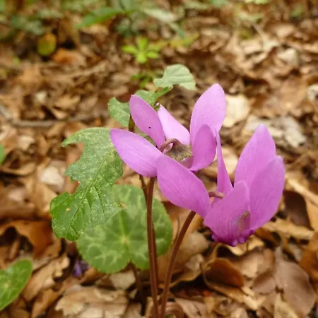 Pensionat Rejtek Vendeghaz 3*